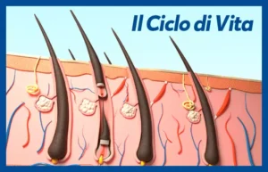 Ciclo di crescita del pelo